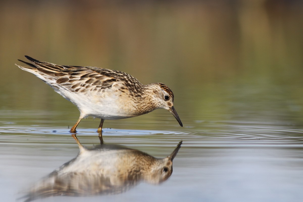 Sharp-tailed Sandpiper - Chris Wiley