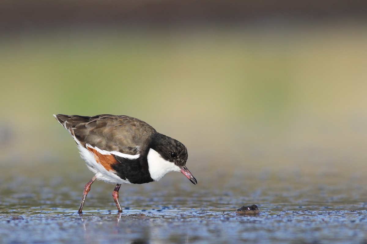Red-kneed Dotterel - ML40044281