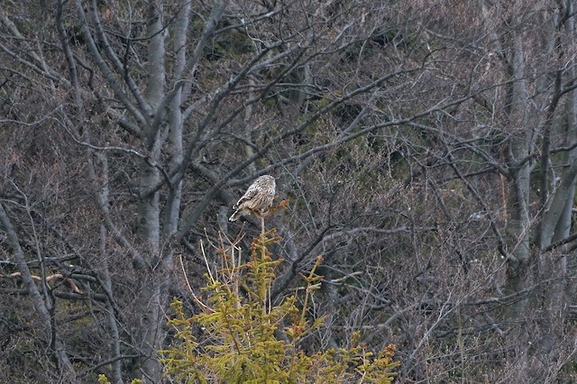 Bird in its habitat; Malopolskie, Poland. - Ural Owl - 