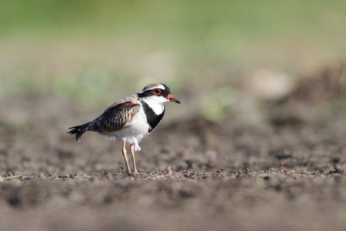 Black-fronted Dotterel - Chris Wiley