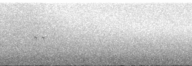 Lyre-tailed Nightjar - ML40045