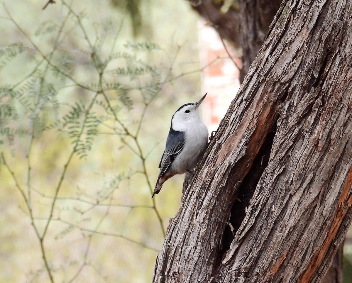 White-breasted Nuthatch - ML400452971