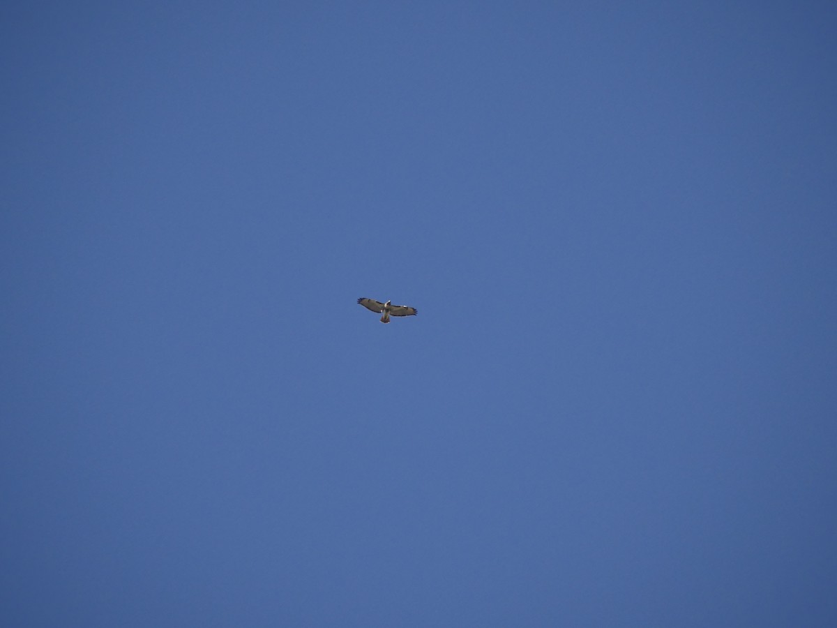 Red-tailed Hawk (umbrinus) - ML400453671