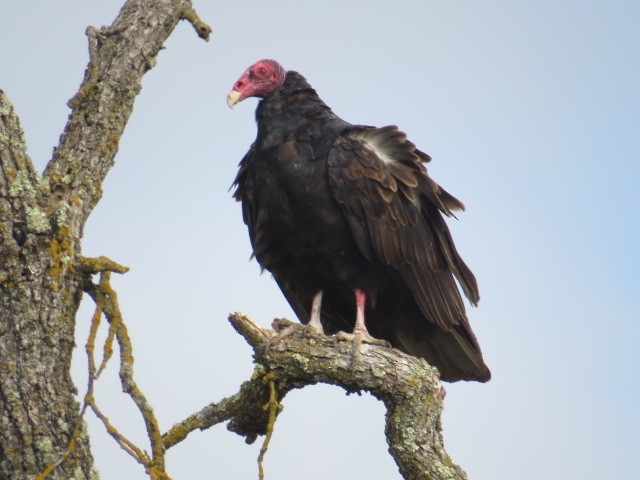 Turkey Vulture - Bob Greenleaf