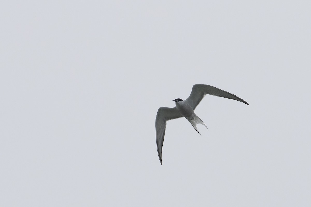 Common Tern (longipennis) - ML400462111