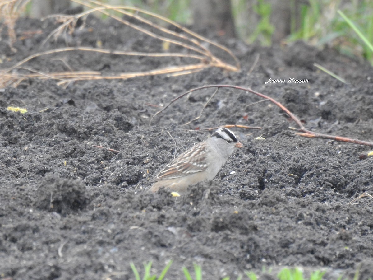 White-crowned Sparrow - ML400469631
