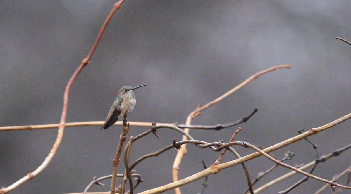 eBird Checklist - 30 Dec 2021 - Newark rare hummingbird site - 5 species