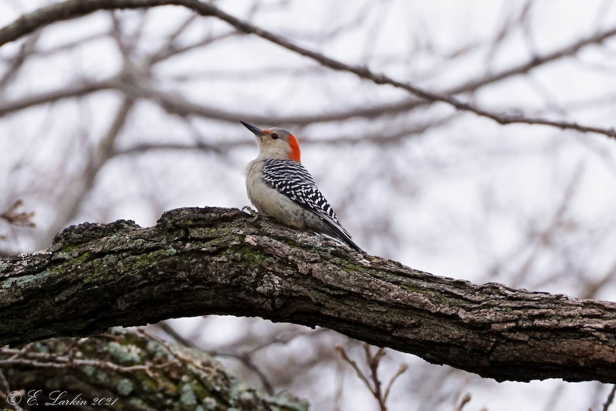 Red-bellied Woodpecker - Emily Larkin