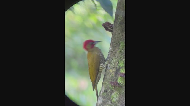 Rufous-winged Woodpecker - ML400475981