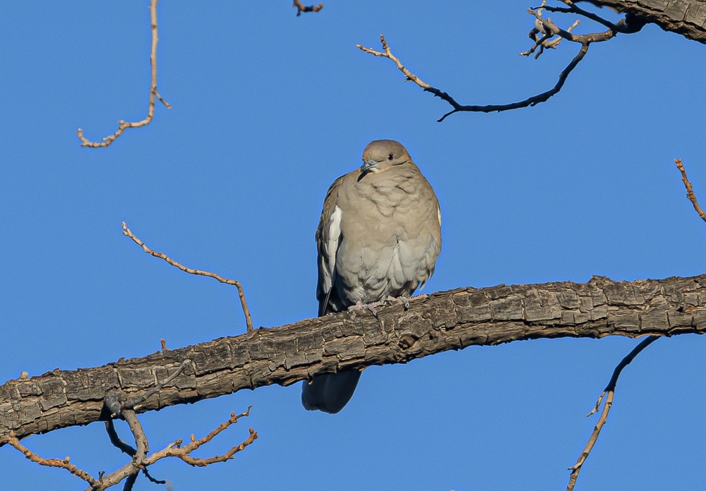 White-winged Dove - Bert Filemyr