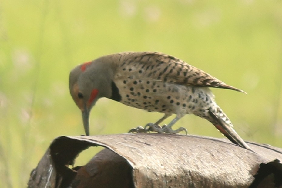 Northern Flicker (Yellow-shafted x Red-shafted) - Michele Swartout
