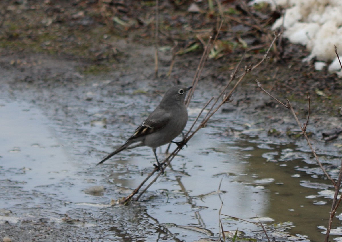 Townsend's Solitaire - ML400482891