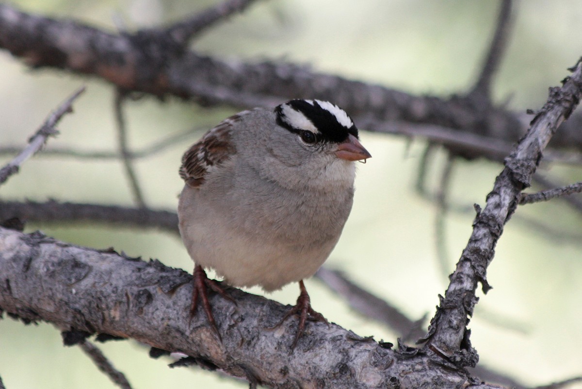 White-crowned Sparrow - Richard Dunn