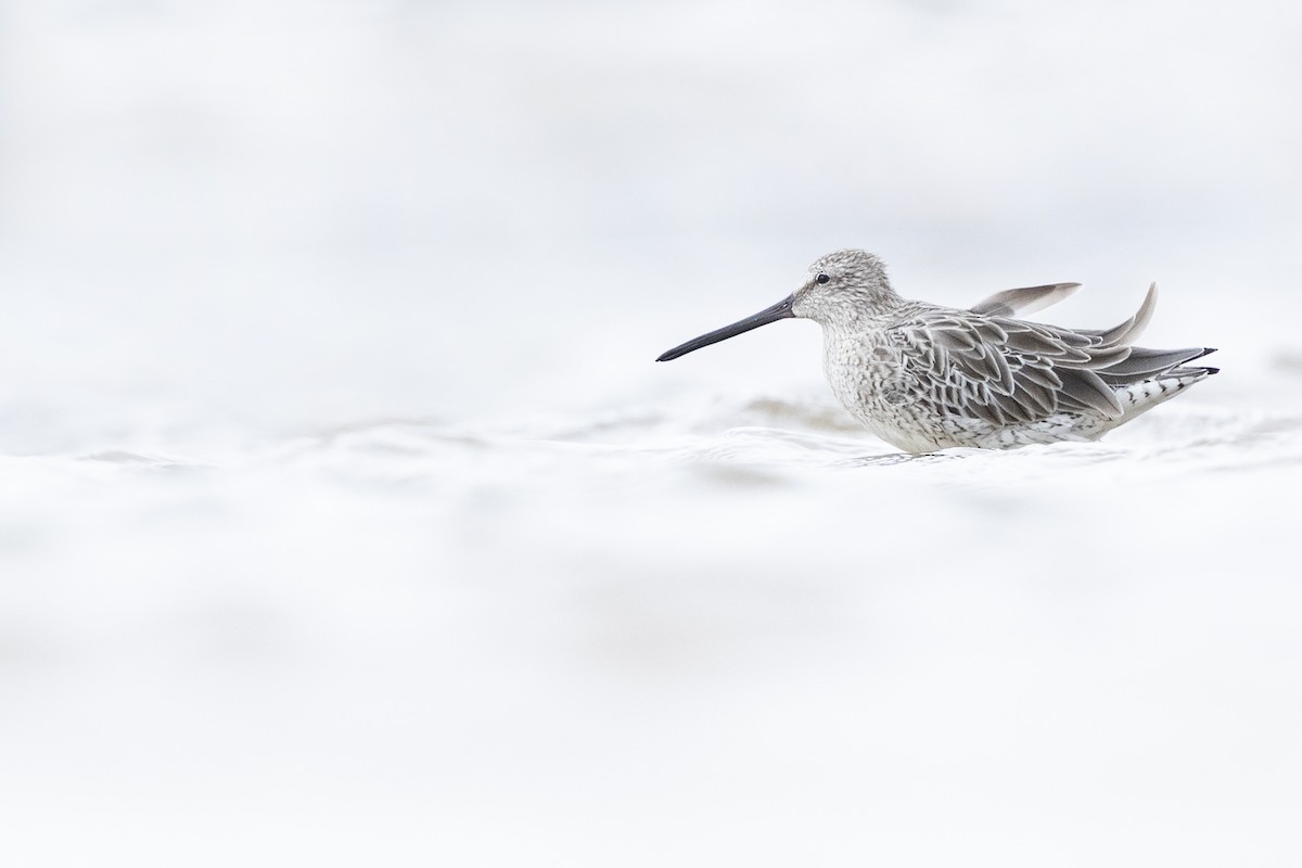 Asian Dowitcher - ML400491621