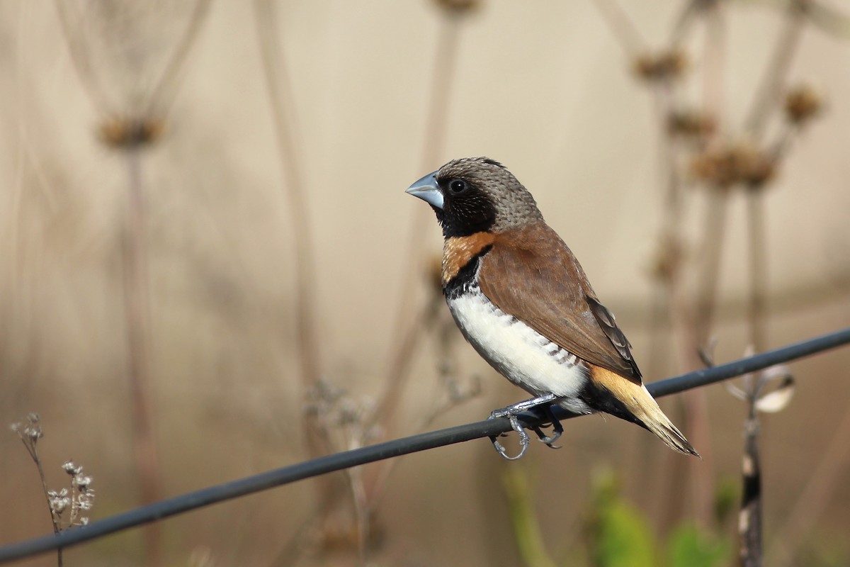 Chestnut-breasted Munia - Chris Wiley