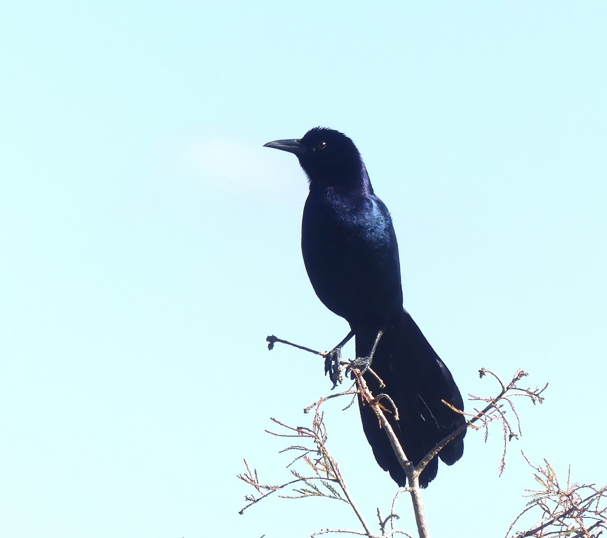 Boat-tailed Grackle - ML400495101