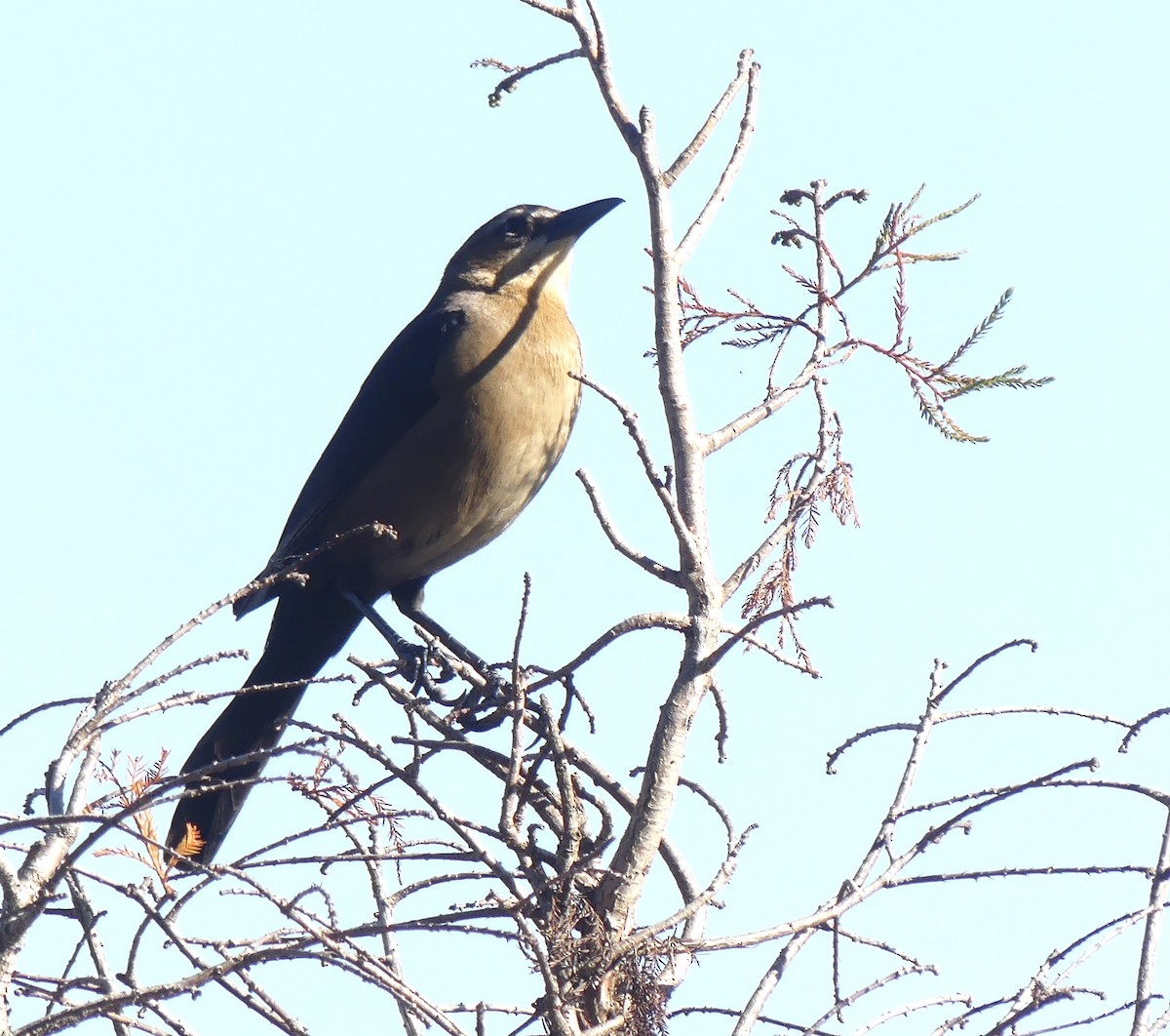 Boat-tailed Grackle - ML400495111
