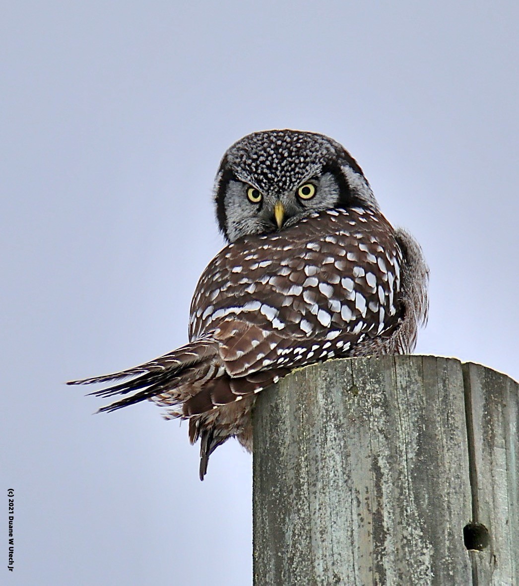 Northern Hawk Owl (American) - duane utech