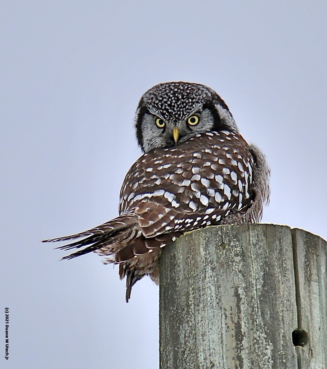 オナガフクロウ(caparoch) - eBird オナガフクロウ(caparoch) - eBird