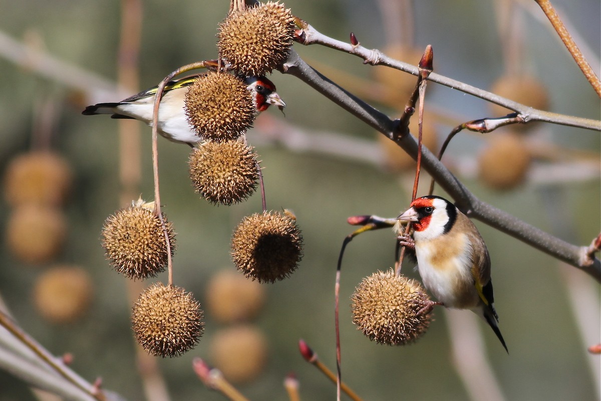 European Goldfinch - Chris Wiley
