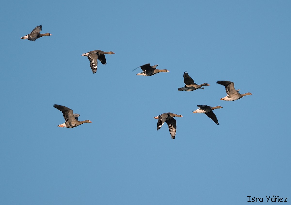 Greater White-fronted Goose - Isra Yáñez