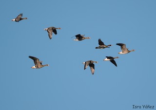Greater White-fronted Goose, ML400513201