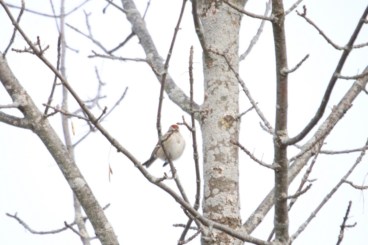American Tree Sparrow - ML400517371