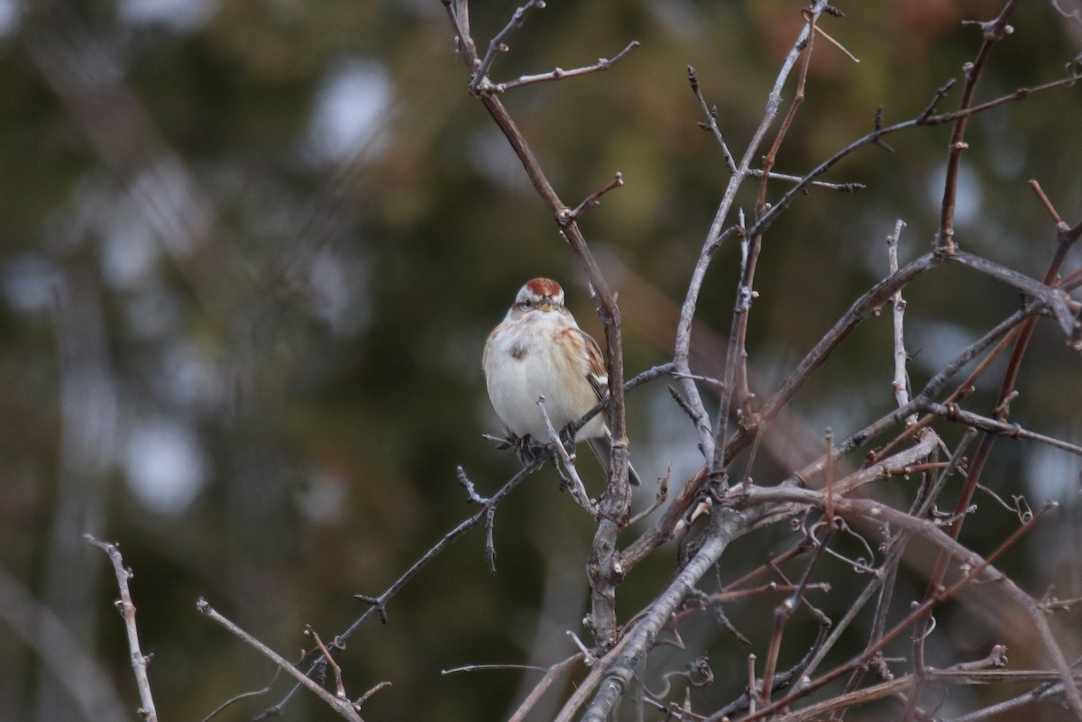 American Tree Sparrow - ML400517661