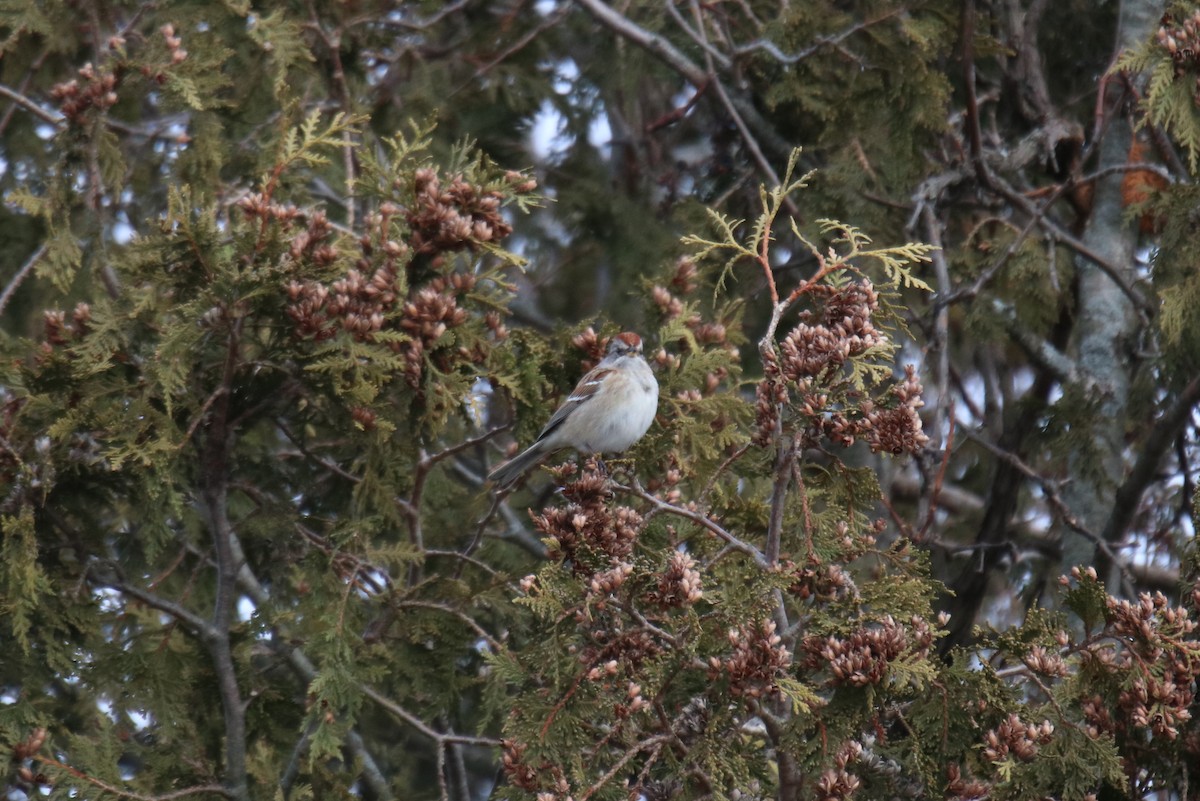 American Tree Sparrow - ML400517821