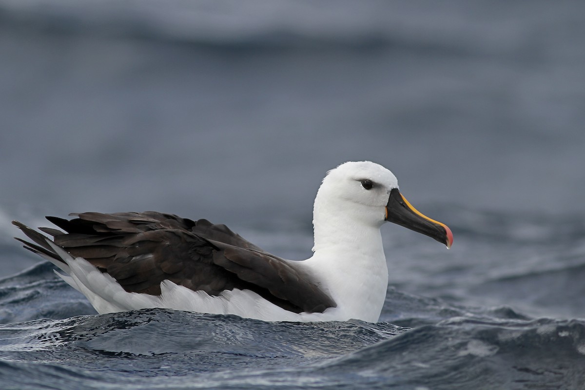 Yellow-nosed Albatross (Indian) - ML40051931