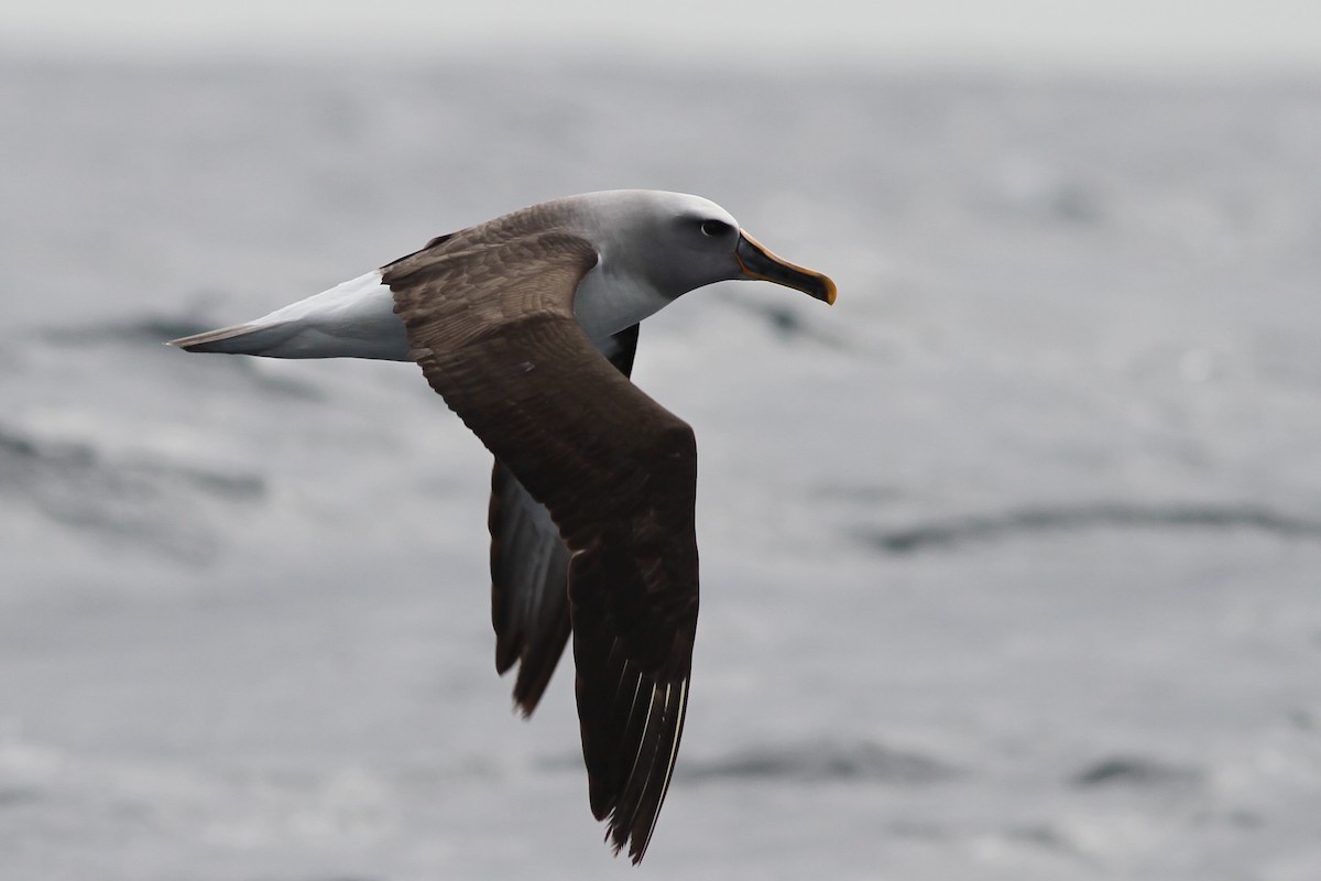 Buller's Albatross - Chris Wiley