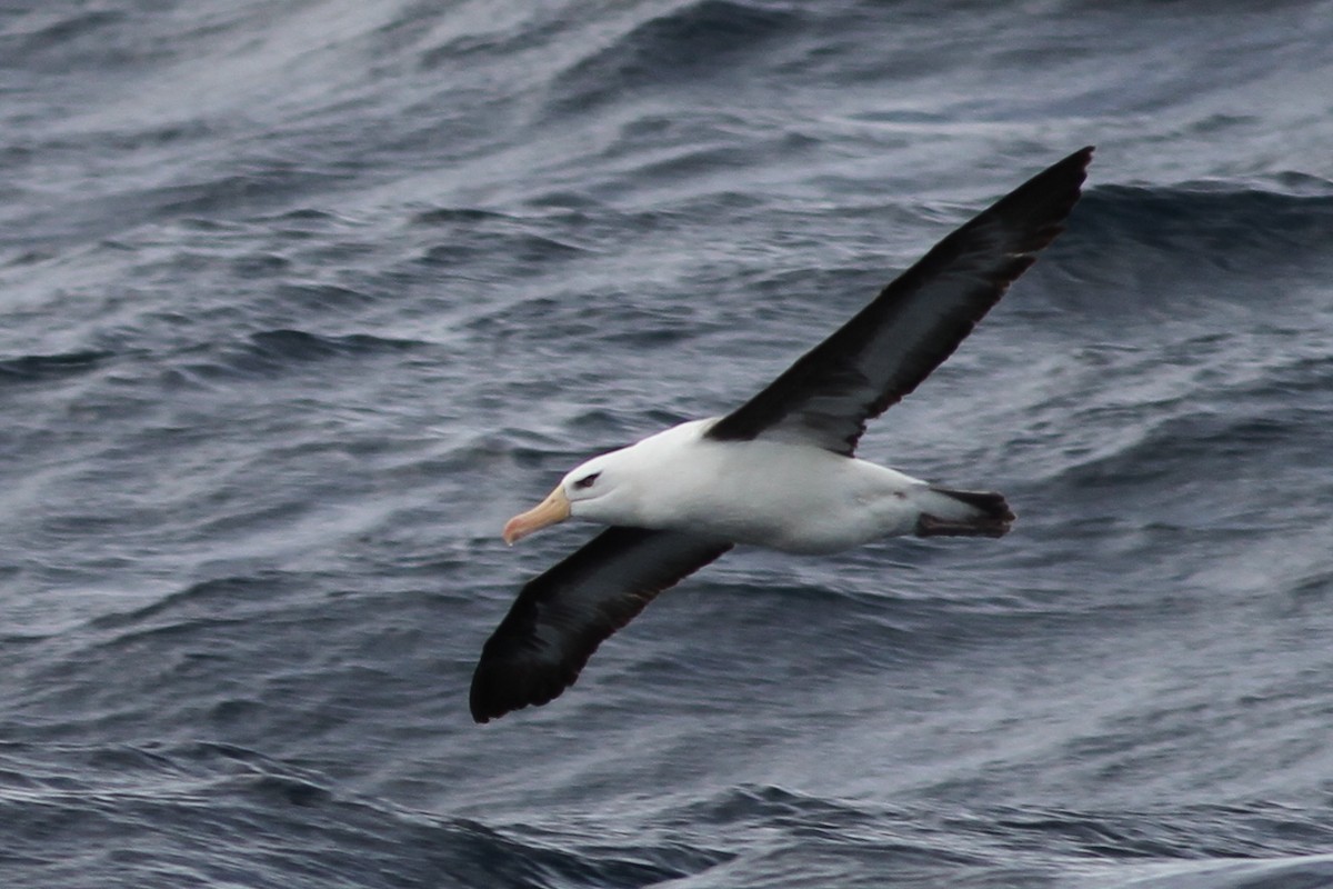 Black-browed Albatross (Campbell) - Chris Wiley