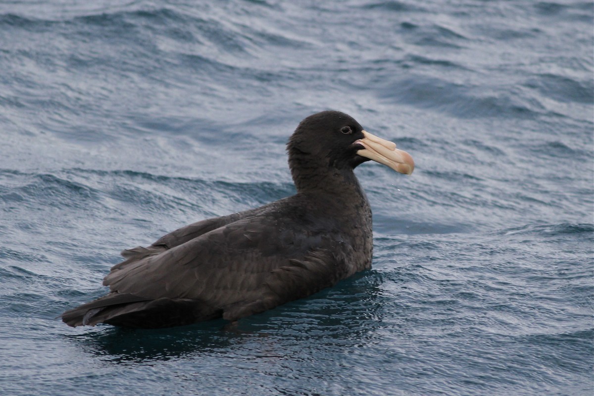 Northern Giant-Petrel - Chris Wiley