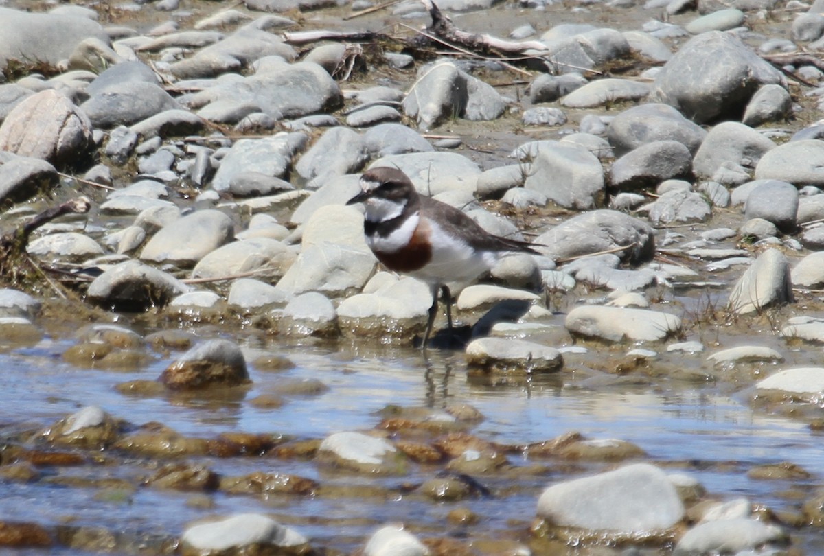 Double-banded Plover - ML400523061