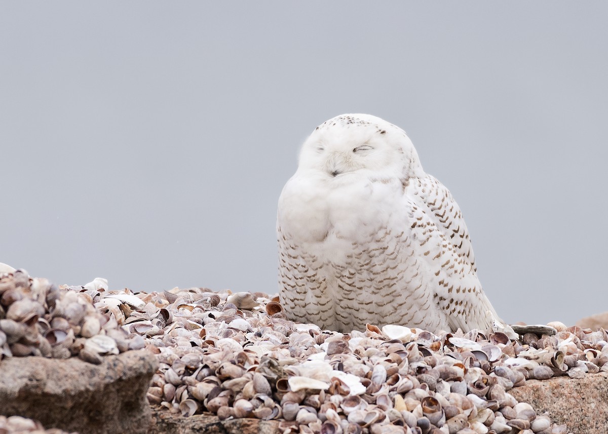 Snowy Owl - ML400525261