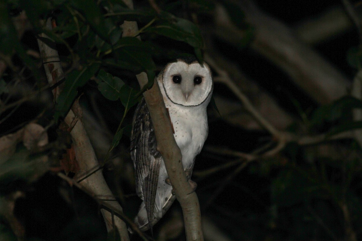 Australian Masked-Owl - Chris Wiley