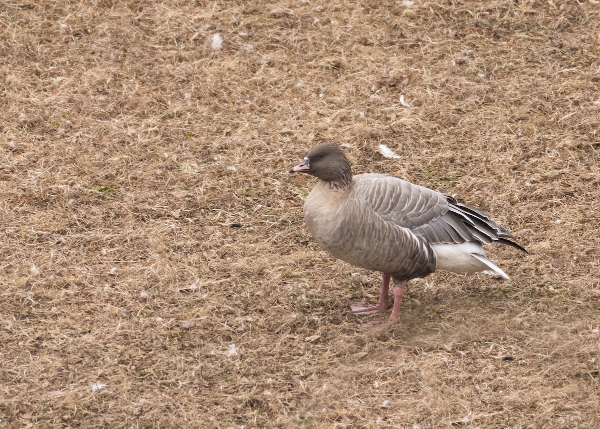 Pink-footed Goose - ML400539531