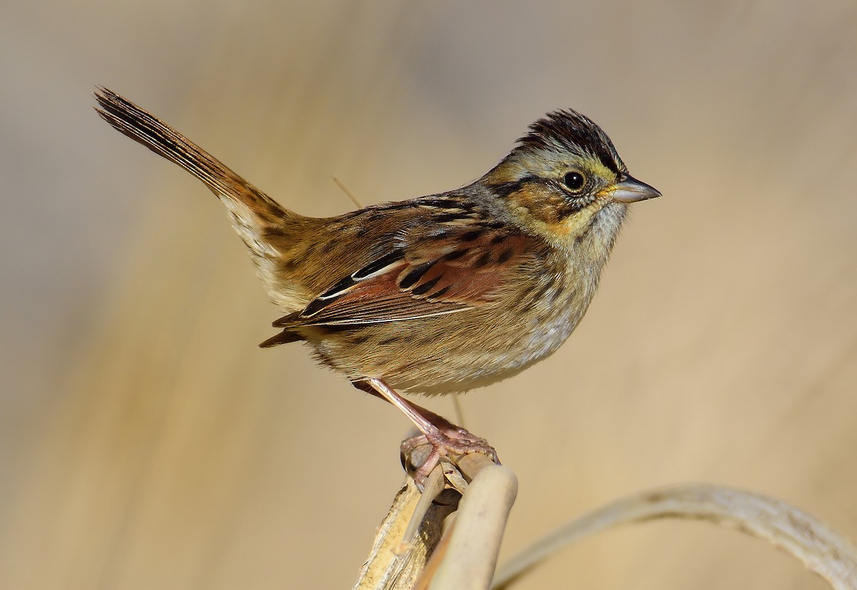 Swamp Sparrow - ML400539561