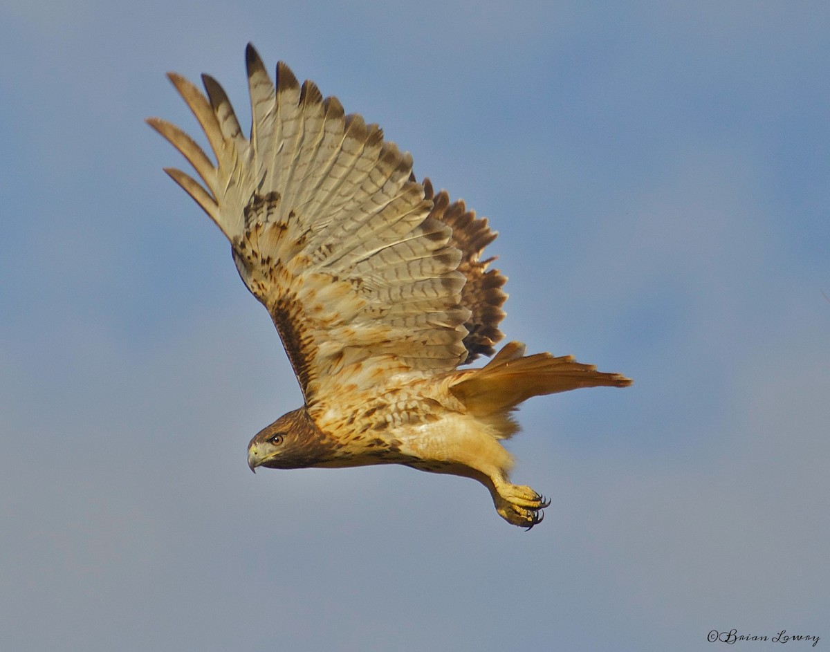 Red-tailed Hawk - Brian Lowry