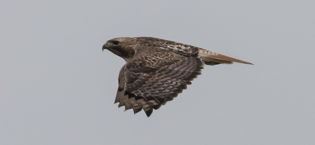 Red-tailed Hawk - ML400544831