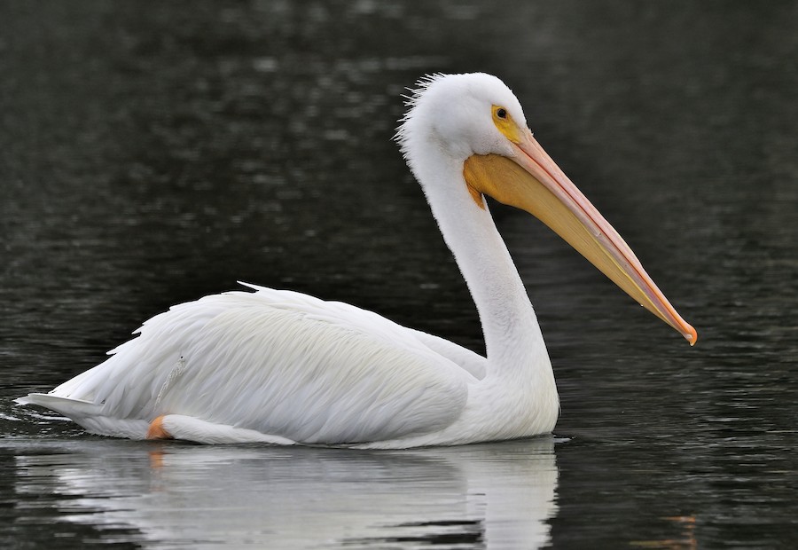 American White Pelican