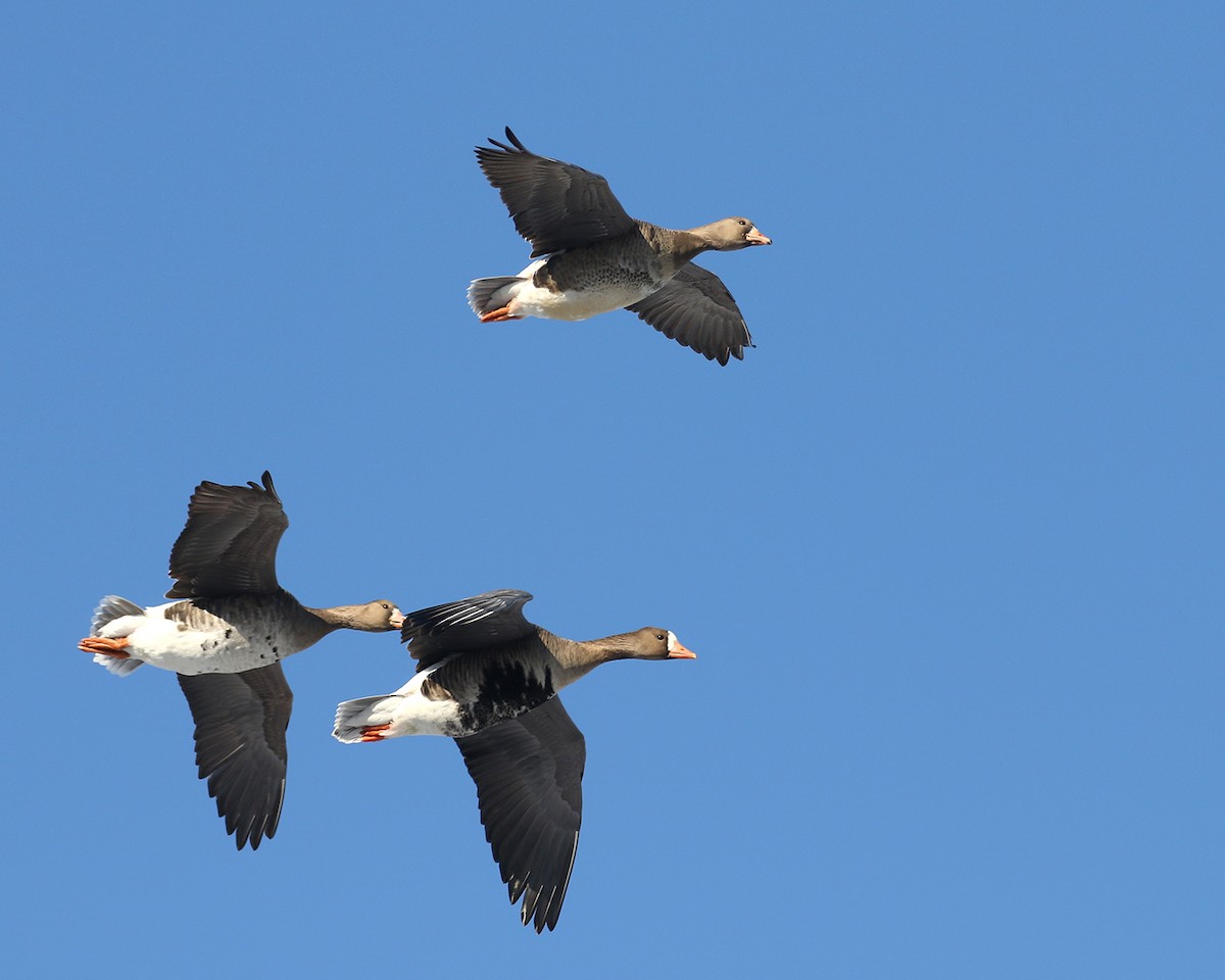 Greater White-fronted Goose - ML400545071