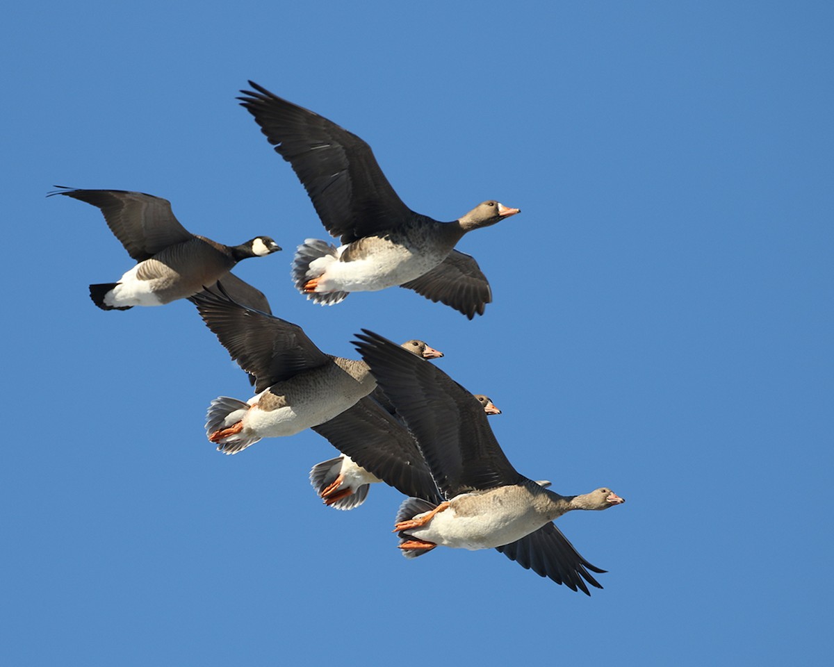 Greater White-fronted Goose - ML400545081