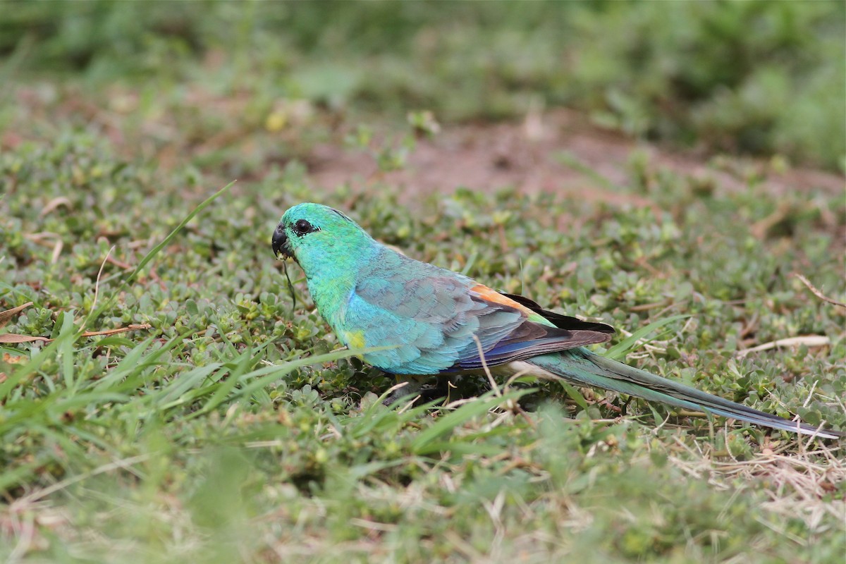 Red-rumped Parrot - Chris Wiley