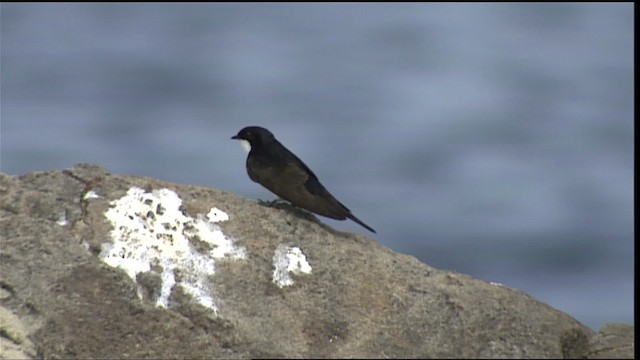 Black-collared Swallow - ML400546