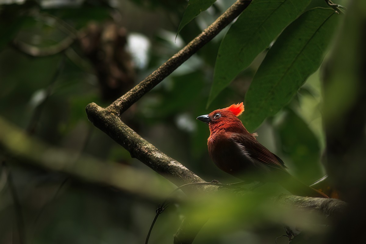 Crested Ant-Tanager - ML400546101