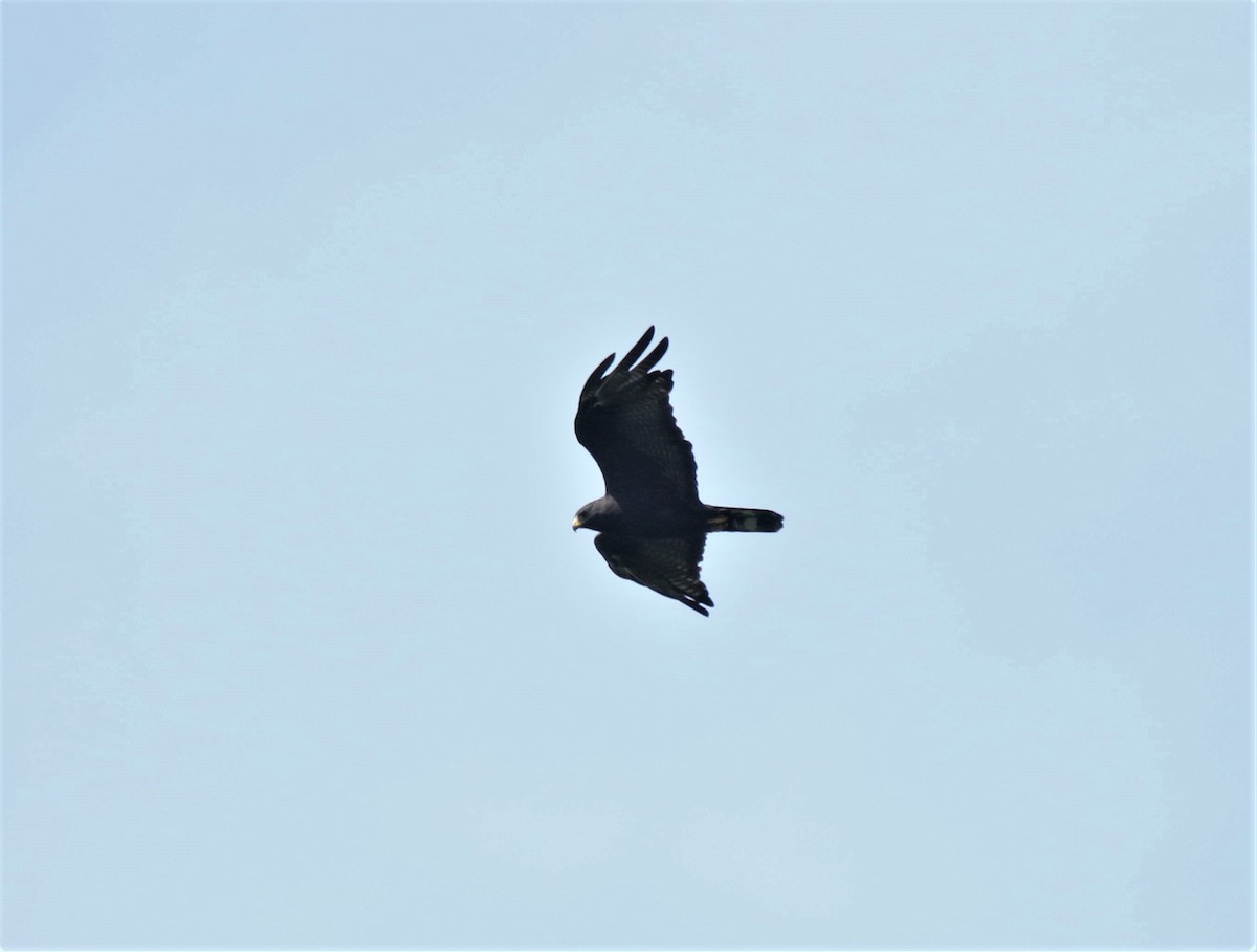 Zone-tailed Hawk - Josue  de León Lux (Birding Guide) josuedeleonlux@gmail.com +502 3068 8988