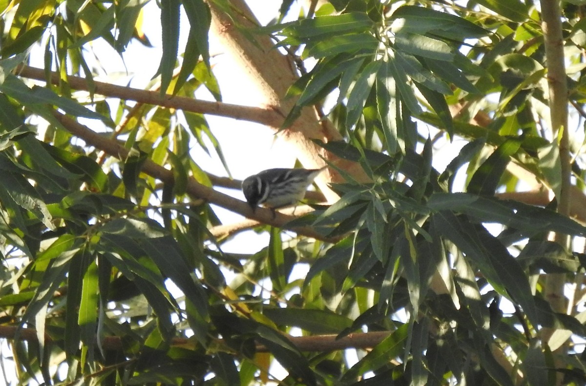 Black-throated Gray Warbler - ML400561481