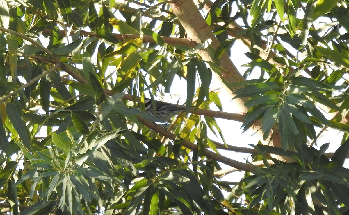 Black-throated Gray Warbler - ML400561511