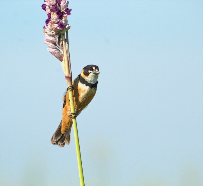 Rusty-collared Seedeater - ML400563381